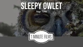 Sleepy Owlet ~ 1 Minute Films