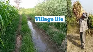 Village life in Pakistan gao ki zindgi 2020