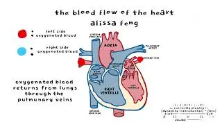 Blood Flow of the Heart | Stopmotion Animation & Explanation