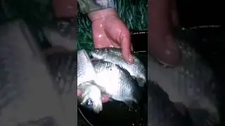 Дністровські карасі #fishing #рибалканадністрі