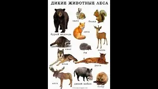 Знакомство с окружающим миром  для дошкольников - животные нашего леса