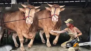 How Cow Give Birth BABY CALF BEING BORN Cure Cows Milking Feeding Farming​ Pretty Girl Farm 