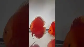 Красивый дуэт в Светлую Пасху! 👍