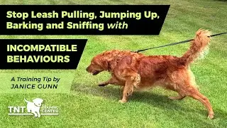 Use Incompatible Behaviours to stop Leash Pulling, Jumping Up, Barking and more