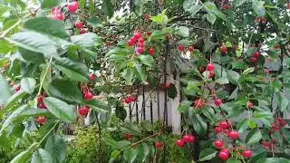 ОГОРОД ( видео на начало июня 2024).