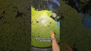 Did I solve world hunger?