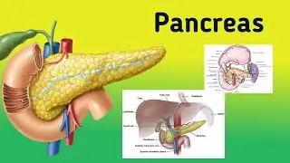 Anatomy of the Pancreas || General Features, Location, Relations, Blood Supply
