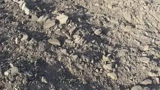 нутрии как сэкономить на кормлении