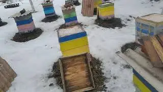 Масштабный эксперимент зимовка пчёл часть 6