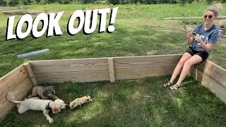 Puppies Meet Piglet!