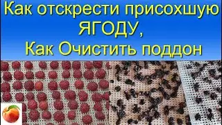 Как быстро отскрести присохшую ягоду, Как очистить поддон !!!