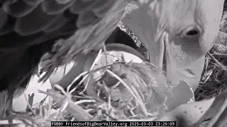 3-3-2025  A pip!...And Another!...And…! 🐥
