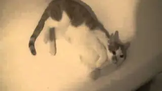 Кот в ванной