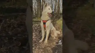 Луна:Утренняя ролка