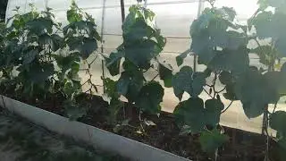 Обрезка огурцов