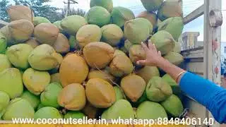 Export quality A grade Green Tender coconut from Bangalore