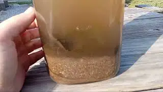 putting stuff in a jar (pond jar)