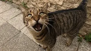 Cat stares into your eyes and meows