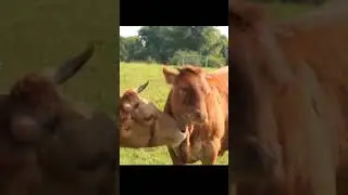 cows cute cow ।cow kres #shortvideo । #cow #cowsong #adanimal #animal
