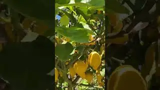 SUMMER GARDEN LEMON TREE САД ЛИМОН ДЕРЕВО ПОРТУГАЛИЯ PORTUGAL #shorts #shortvideo #tree #garden #сад