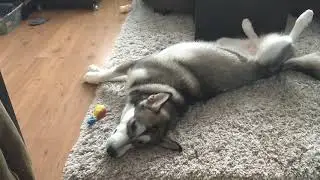 Маламут Даша играет ❤❤