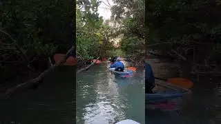 Navigating through the mangrove tunnels in a clear kayak in the Fort Pierce Inlet