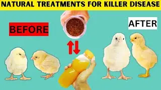TREAT YOUR SICKY CHICKS USING THESE NATURAL TREATMENTS | ORGANIC Treats For A DEADLY CHICK DISEASE