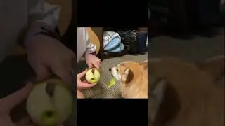 #dog #apple #memes #comedy