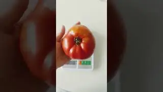 самый крупный томат  🍅
