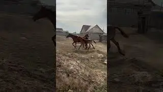 БУРЫЙ АЙҒЫР #асау #айғыр #horse #лошади #кони #жеребец #жылкы #shorts