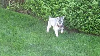 Fam Joey & Nico Pup 240616 #3449