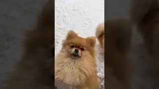 CUTE DOG