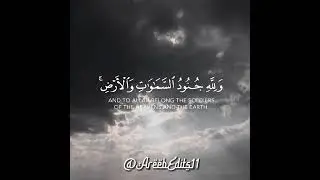 And to Allah Belongs the soldiers 🌹