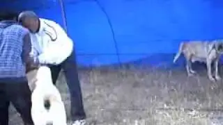 Kangal festival 2009 .10