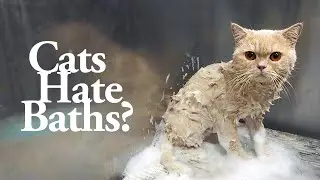 Cat Breeder Shows What Really Happens During Professional Cat Grooming