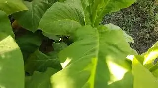 Обзор сорта табака Восточный