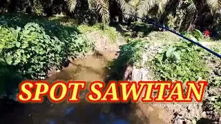 BERBURU GABUS LIARAN || SAAT MUSIM PENGHUJAN