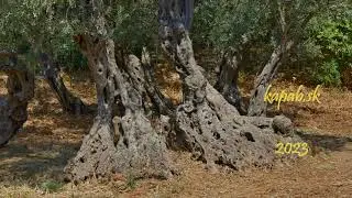 Gerontoelia, Naxos