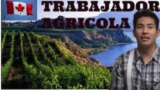 Trabajador agrícola en Canada sin ingles, lo bueno y lo malo.