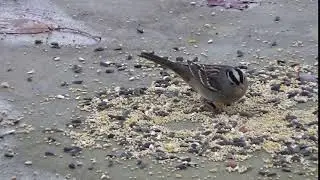 White-crowned Sparrow (Short Version)