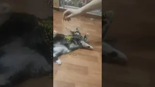 Кошка играется бусами.