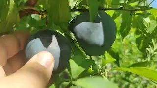 Слива диплоїдна Блек Сплендор (plum Black Splendor). Смакові якості вражають