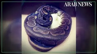Spinster snake lays eggs without male help