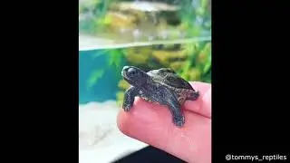 Best Compiled Funny Videos of Internet | viral animal videos | Best of tiktok | Best of Internet