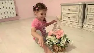 мальтезе. Новое развлечение с щеночками