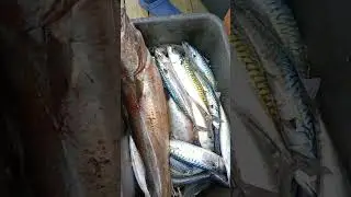 Ловля Крупной Трески в Норвегии