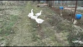 Где - то в деревне...