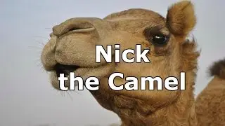 Nick the Camel