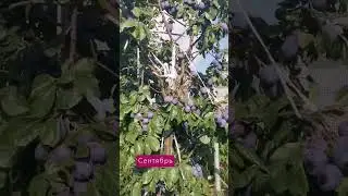 Dacha as a hobby. Plum.
