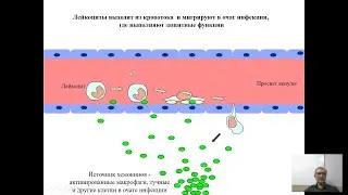 Врождённый иммунитет. 2. Воспаление. Читает Атауллаханов Р. И.